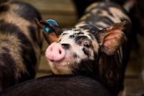 A spotted piglet with an ear tag