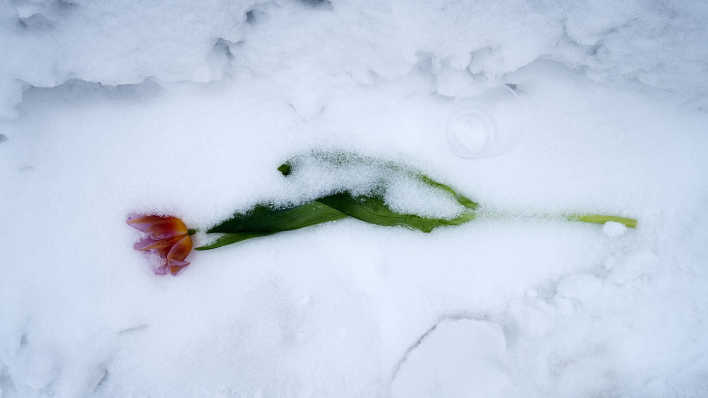 A photo of a pink tulip in the snow