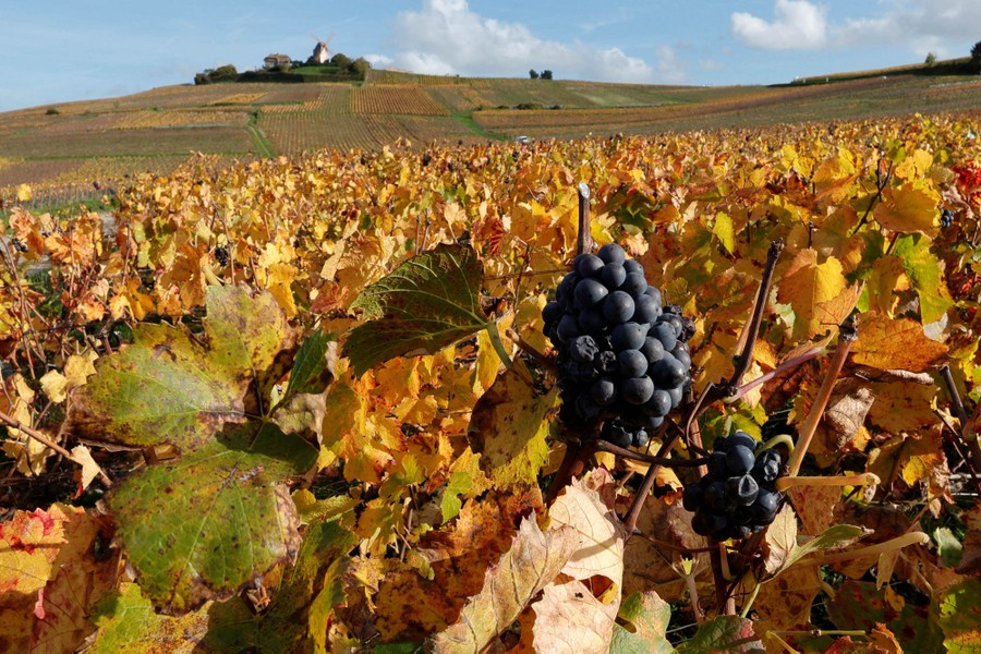 A hillside is covered in rust-colored vineyards, with a cluster of grapes prominent in the foreground.