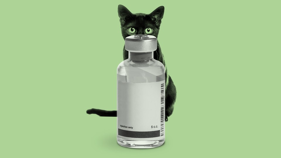 Cat hiding behind an unmarked vial