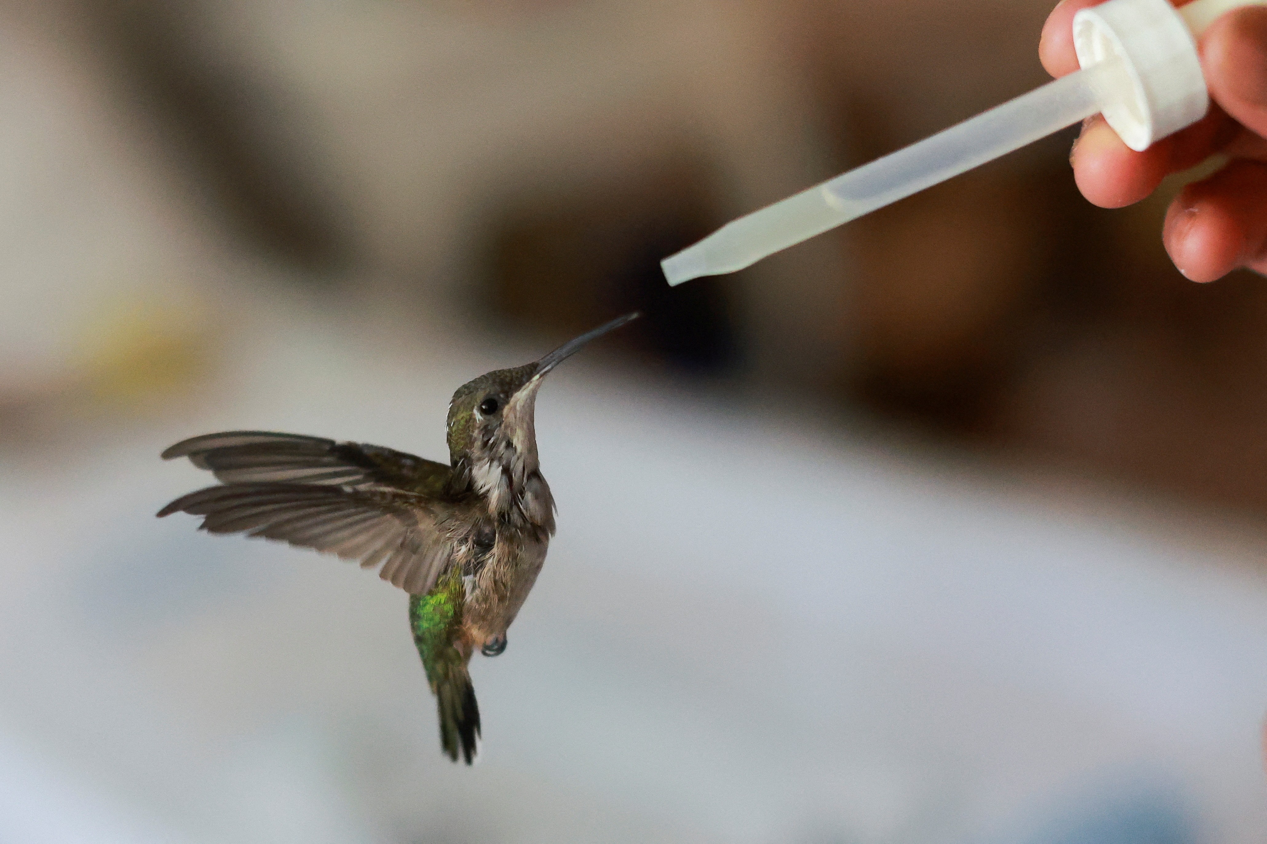 A person feeds a flying hummingbird with an eye stud.