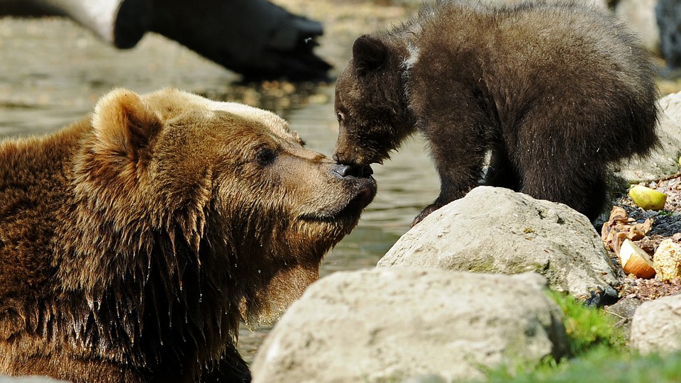 Two brown bears at a zoo in Hamburg, Germany