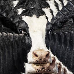 Americans Are All In on Cow-Based Wellness - The Atlantic