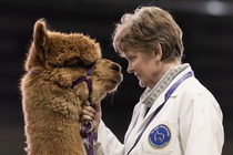 A handler stands beside an alpaca during a show, as they look at each other face-to-face.
