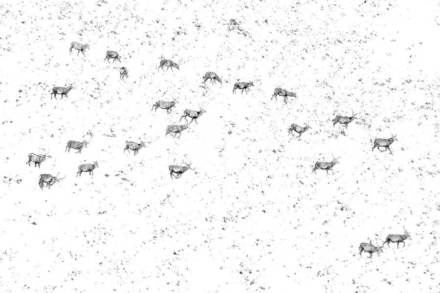 A herd of deer moves across a snow-covered hillside.