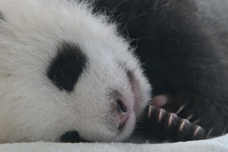 A close view of a snoozy panda cub