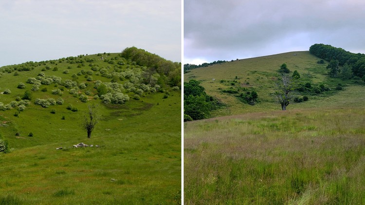 Should the Hawthorn Be Saved? - The Atlantic