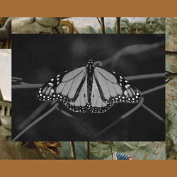 A monarch butterfly rests on a wire fence set into The Experiment’s image template.