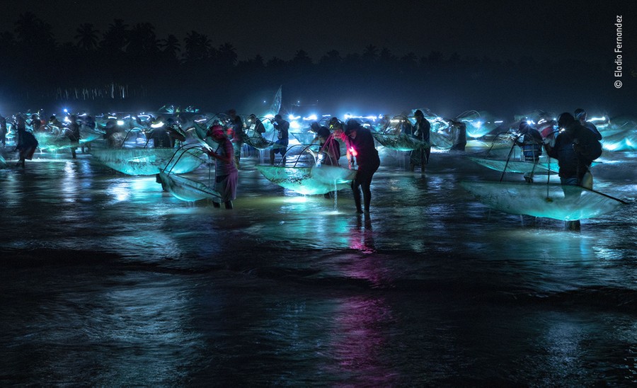 Dozens of people stand in shallow water at night, using flashlights and nets to fish for eels.