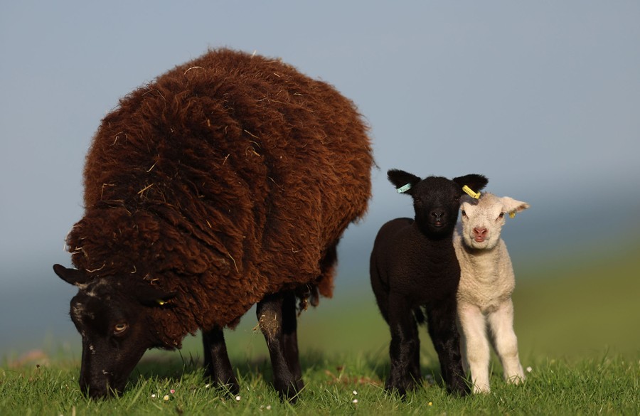 A ewe grazes beside two lambs.