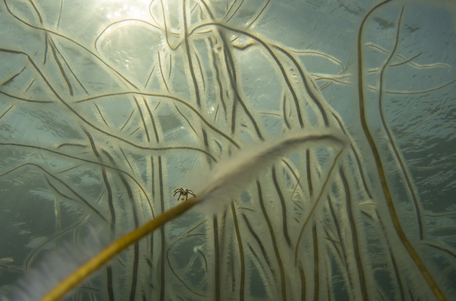 A tiny jellyfish clings to a flowing strand underwater.