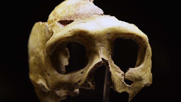 A replica of a Neanderthal skull