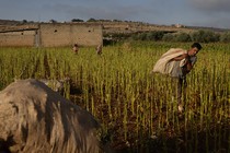 Workers harvest tobacco leaves in Lebanon near the Israeli border.