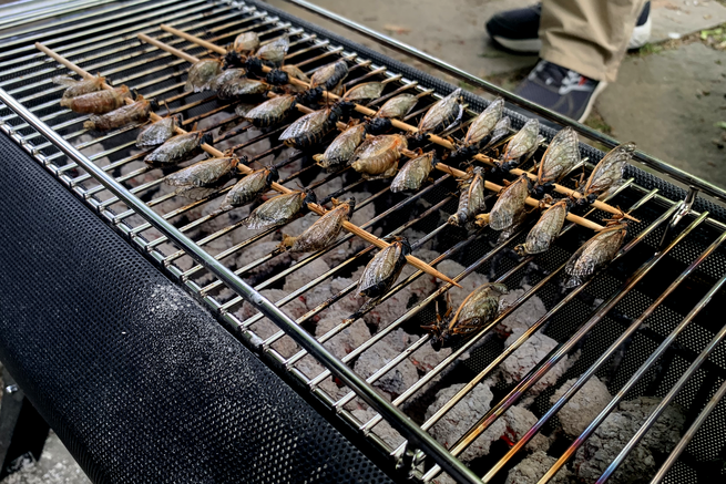 Skewered cicadas on a charcoal grill