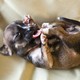 A puppy with its tongue out lies on a blanket.