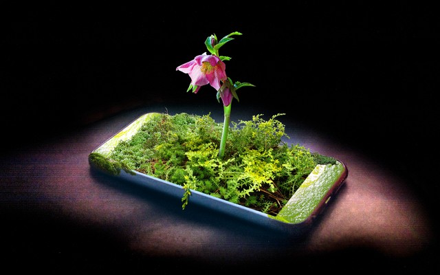 illustration of an iPhone with vegetation growing out of the screen