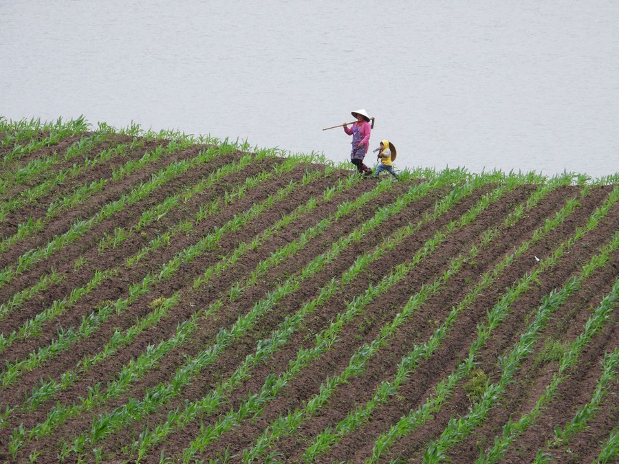 An adult and a child walk across a cultivated field on a hill.