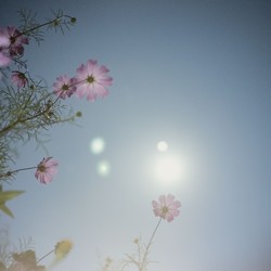 Picture of a flower against the sun