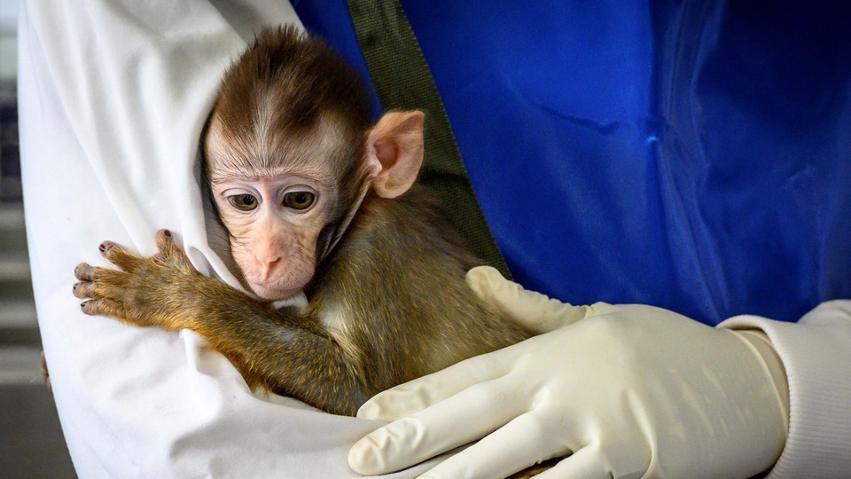 A monkey in a research lab