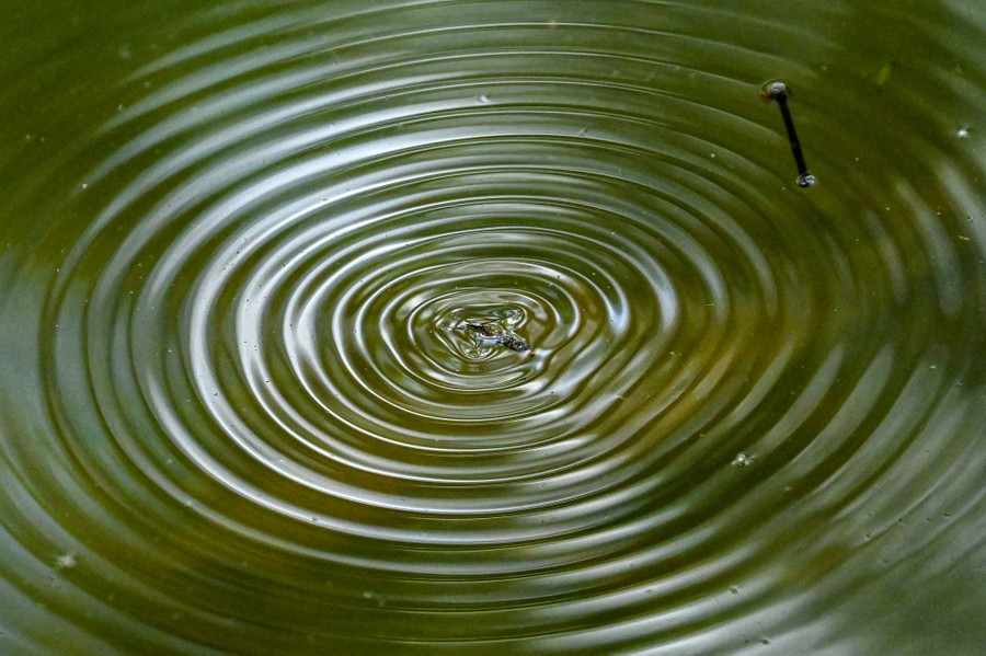 A water strider causes small ripples in a lake.