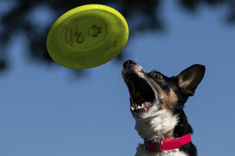 A dog leaps to catch a frisbee in its open mouth.