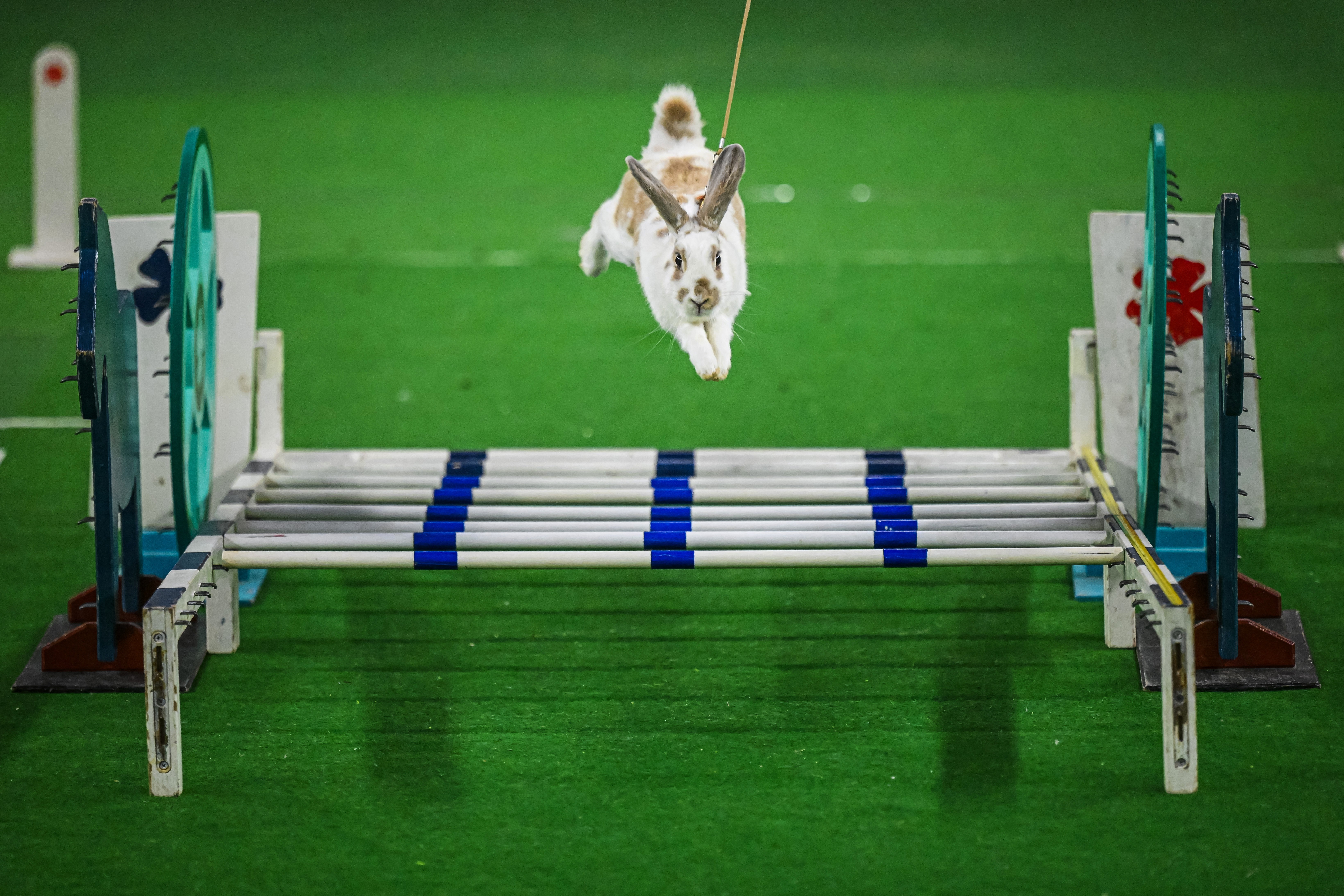 A leashed rabbit hops over an obstacle during a competition.