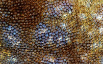 up-close view of shark skin