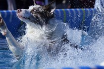 A dog makes a big splash in a pool after jumping in.