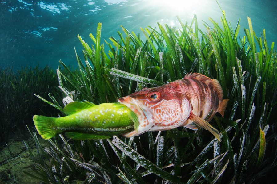 Among seagrass, a fish swallows another fish that is only slightly smaller than itself.