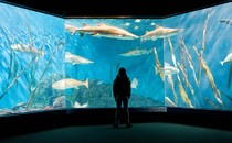 Photo of a girl looking into an aquarium tank