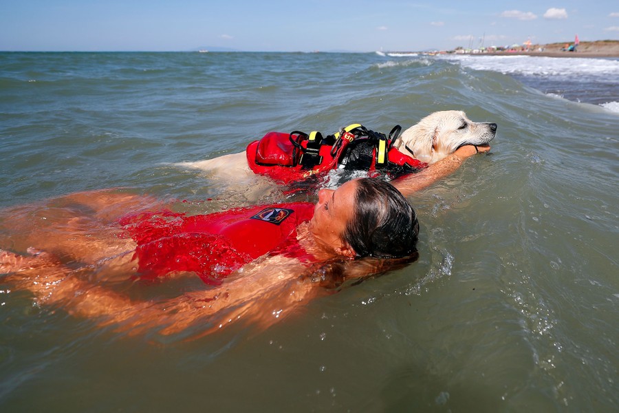 A swimmer trains with a rescue dog in shallow water near a beach.