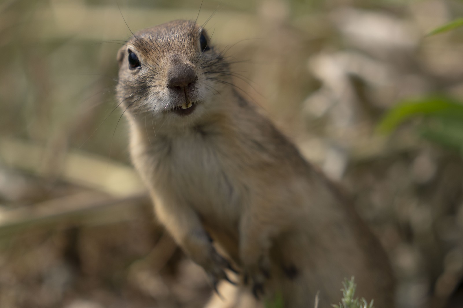 A ground squirrel, its head tilted, looks toward the camera.