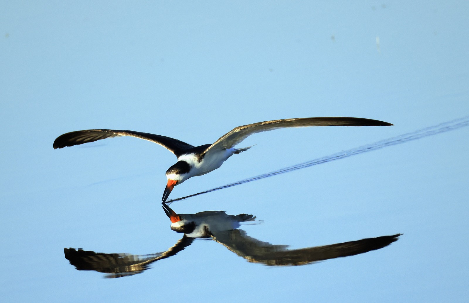 A small seabird glides above the water, dragging the tip of its beak along the surface.