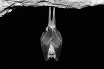 a black-and-white photo of a bat hanging in a cave