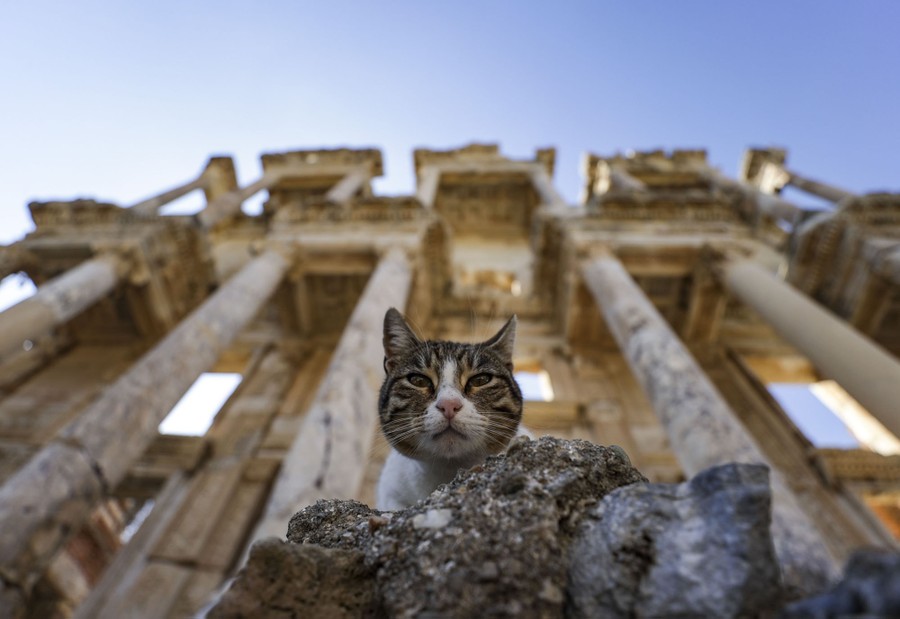 A cat sits on a rock, looking down toward photographer, in front of an ancient ruin.