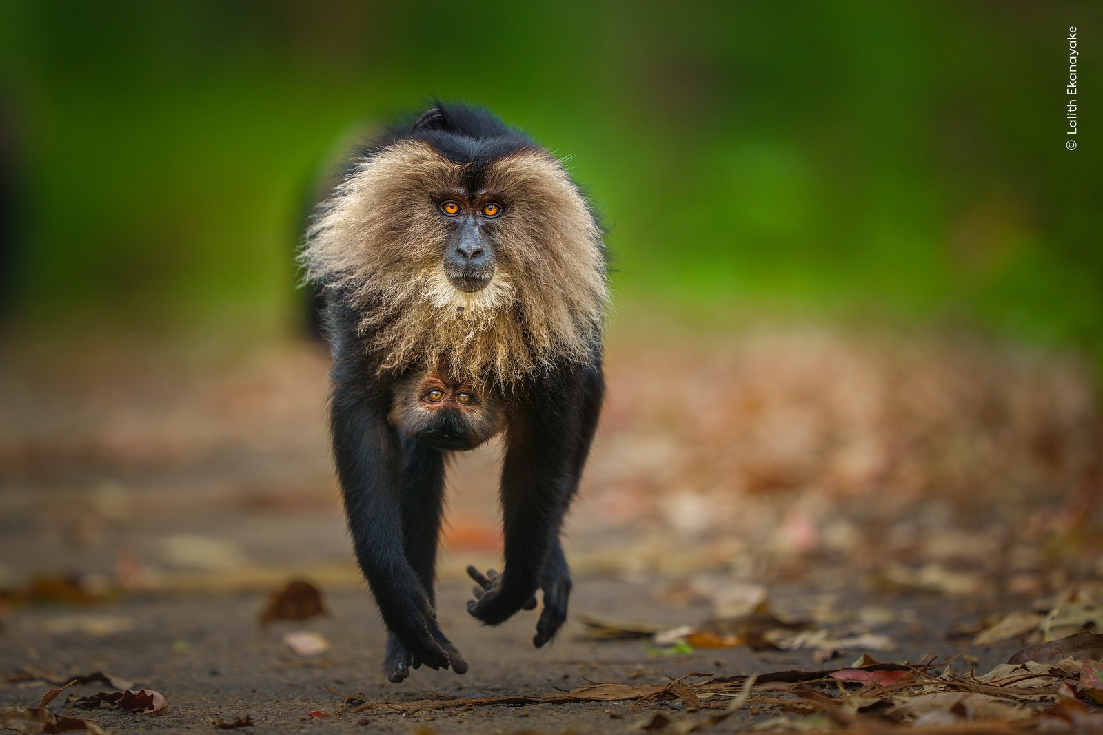 A macaque runs toward the photographer, carrying an infant macaque, which clings to its belly, hanging upside down. Both are looking toward the camera.