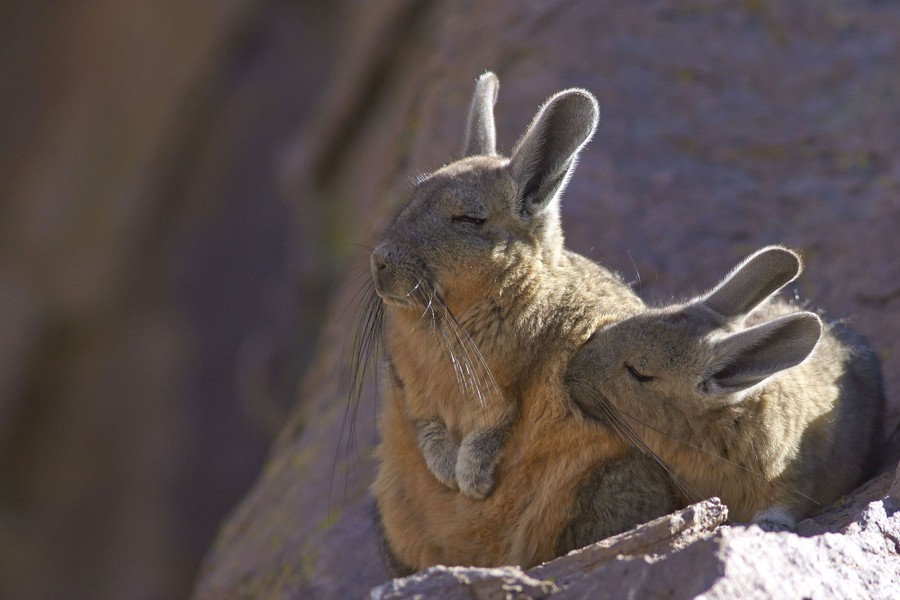 Two small rabbit-like animals rest together on a rock.