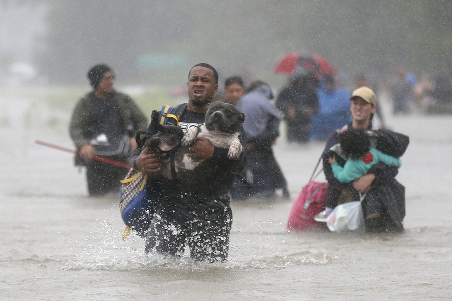 Photos: Pet Rescues In Harvey's Wake - The Atlantic