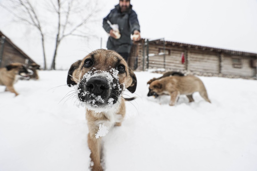 Several young dogs play in snow next to a man.