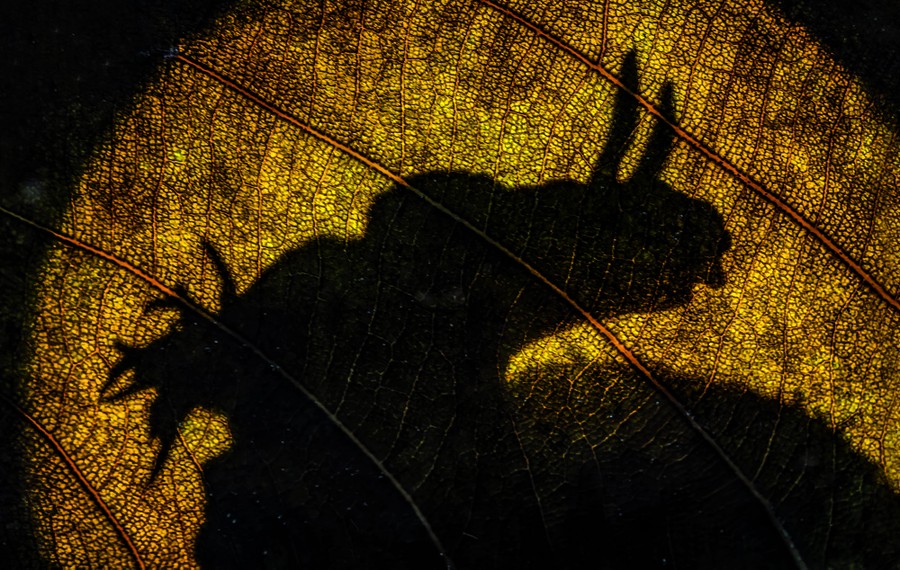 The shadow outline of a nudibranch, seen through a leaf, underwater.