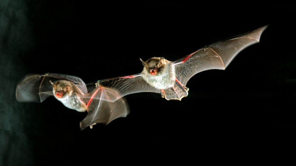 Two bats fly.