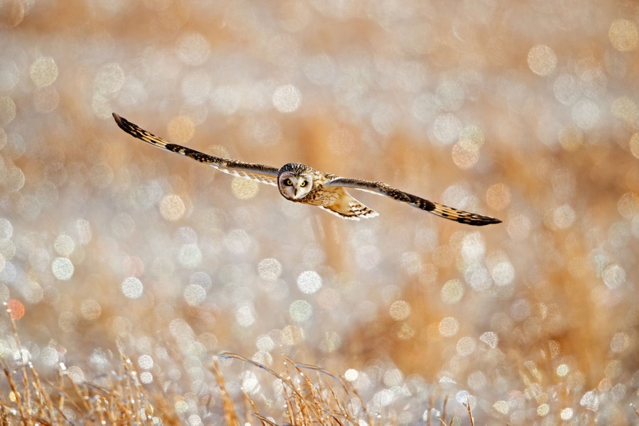 An owl flies above a field while hunting.