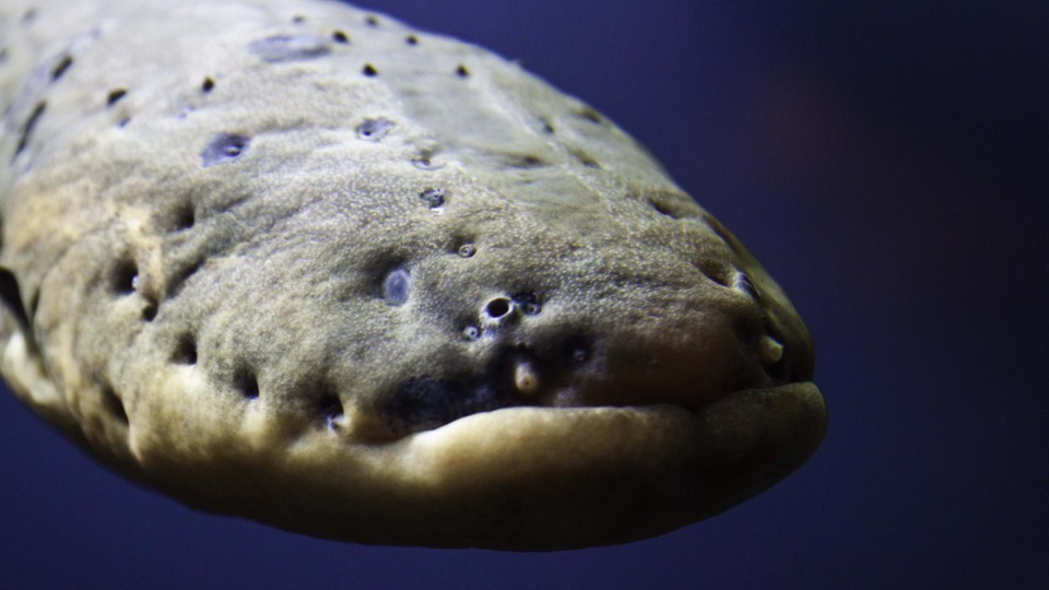 A Scientist's Shocking Discovery About Electric Eels - The Atlantic