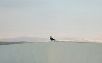 A pigeon on the roof of a home in the West Bank