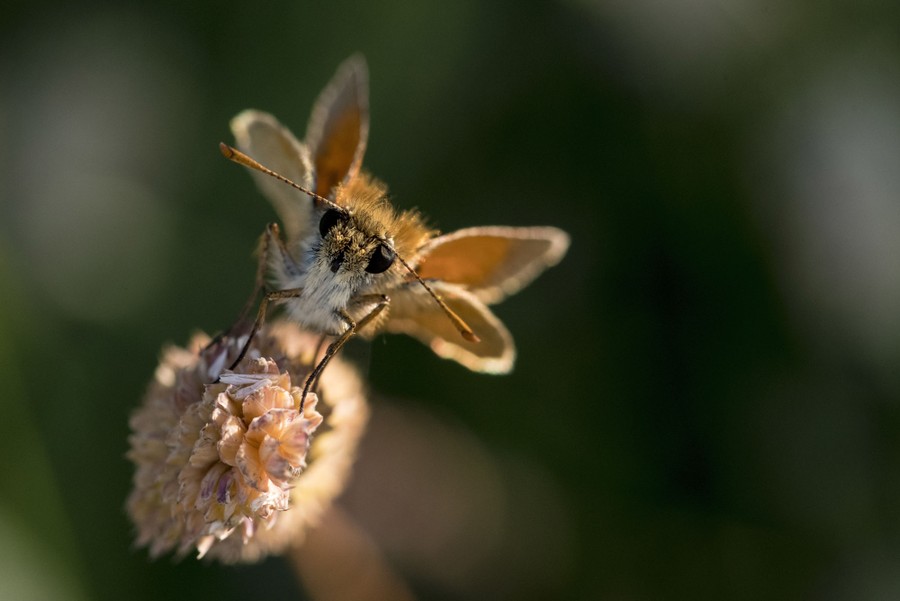 A close view of a small butterfly perched on a flower.