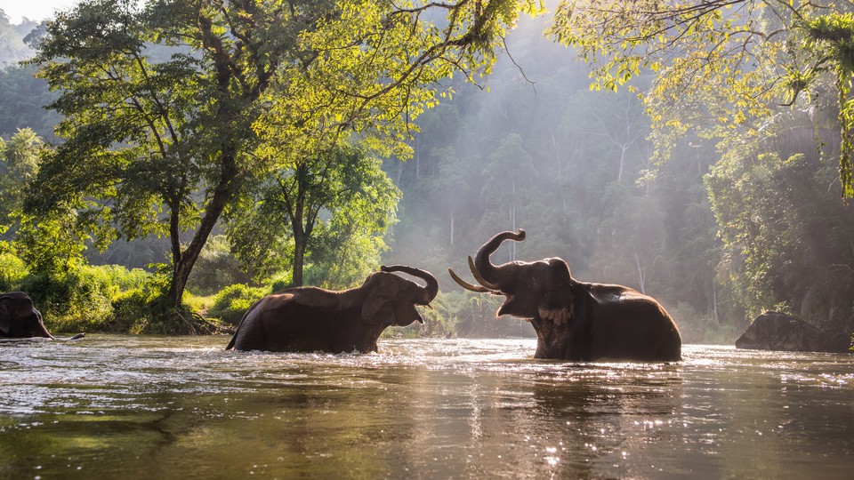 Two Asian elephants play in a river in Thailand
