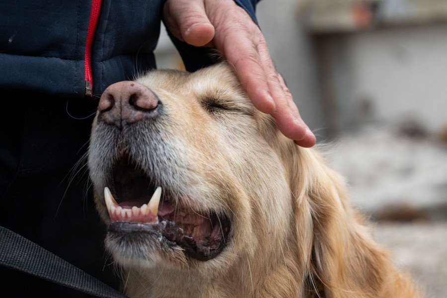 A trainer pets a dog.