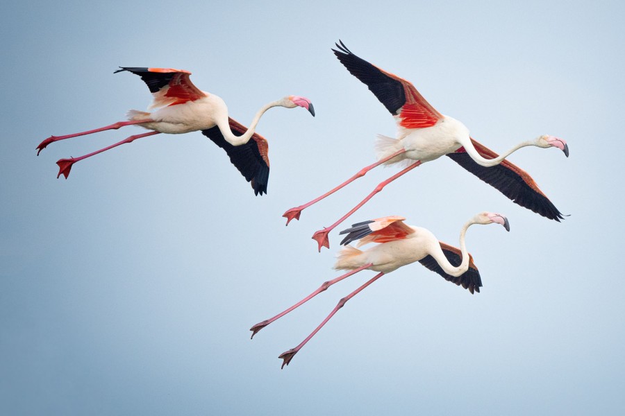 Three flamingoes fly, with their legs outstretched.