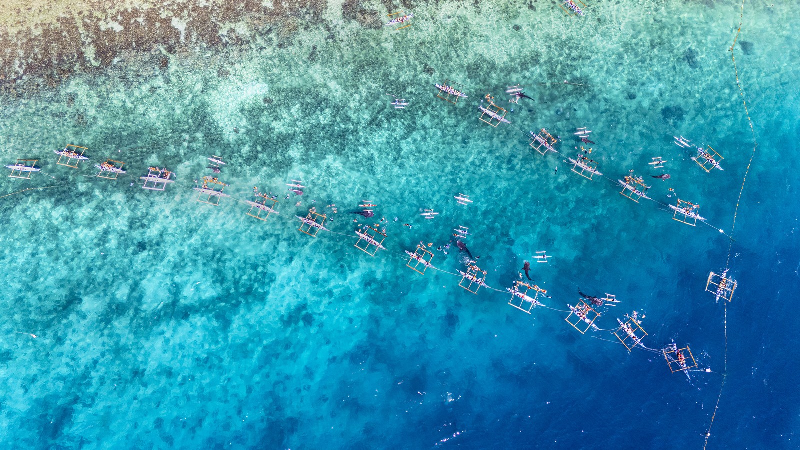 An aerial view of many outriggers in relatively shallow water, beside several whale sharks