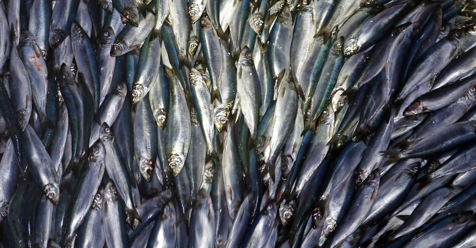 A 19th Century U.S.-Canada Trade War Over Herring - The Atlantic